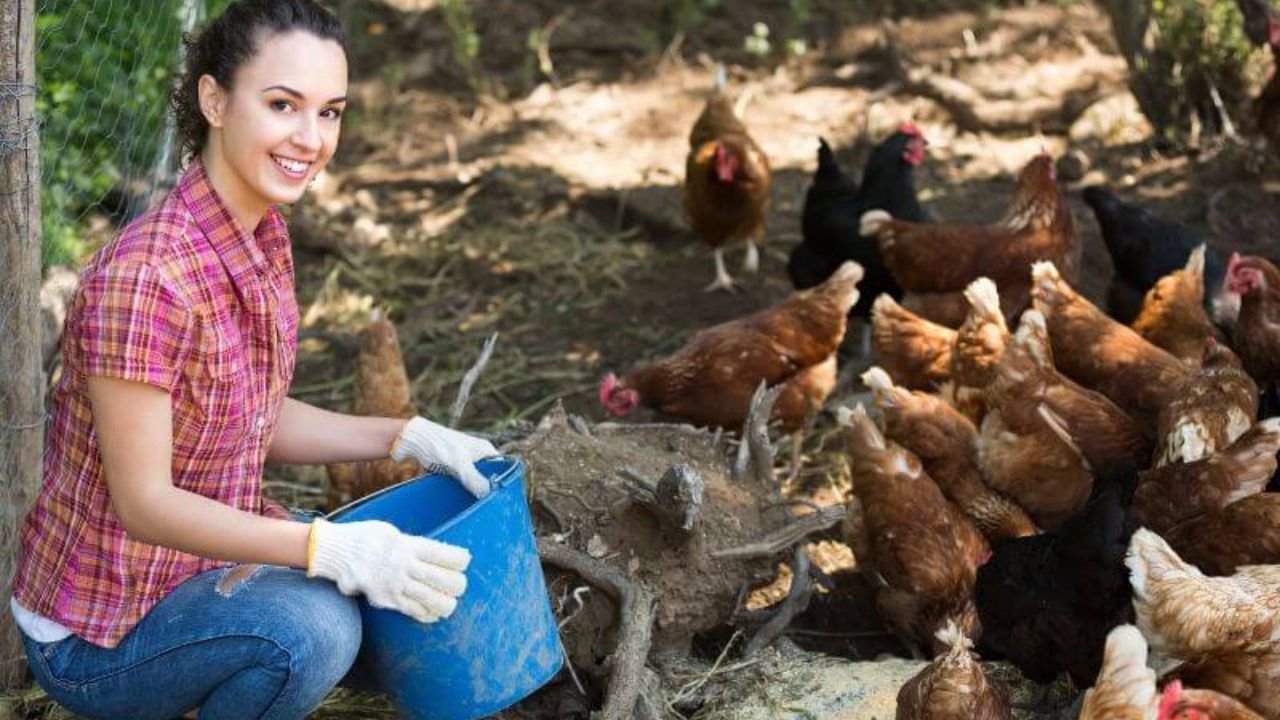 Saudi Arabia Egg Factory Helper Jobs Salary Application Process